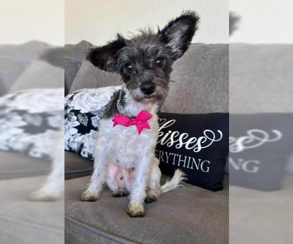 Medium Photo #1 Mutt Puppy For Sale in Oakley, CA, USA