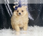 Puppy Chess AKC Pomeranian