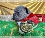 Small Photo #78 French Bulldog Puppy For Sale in HAYWARD, CA, USA