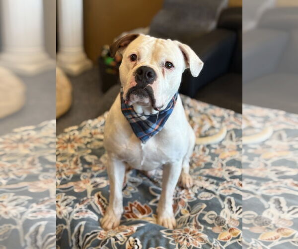 Medium Photo #3 American Bulldog-Unknown Mix Puppy For Sale in Phoenix, AZ, USA