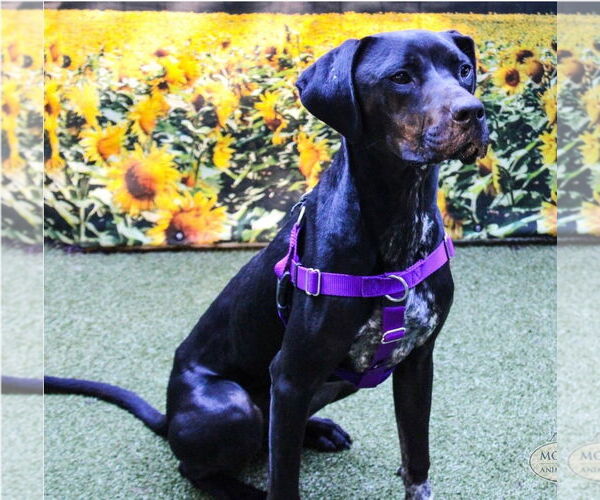 Medium Photo #2 German Shorthaired Pointer-Unknown Mix Puppy For Sale in Rockaway, NJ, USA