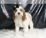 Puppy Peewee F1 Cavapoo