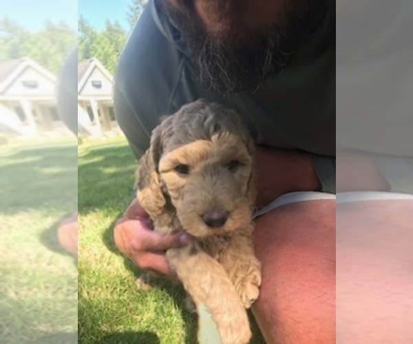Medium Photo #5 Goldendoodle Puppy For Sale in GRAHAM, WA, USA