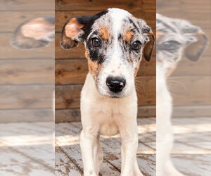 Australian Shepherd-Unknown Mix Dogs for adoption in Southbury, CT, USA