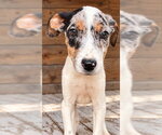 Uncle Henry Oz ~ meet me! - Male Australian Shepherd-Unknown Mix Dog for Adoption - Small photo