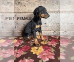 Image preview for Ad Listing. Nickname: Litter of 4