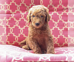 Small Photo #1 Goldendoodle-Poodle (Standard) Mix Puppy For Sale in PARADISE, PA, USA