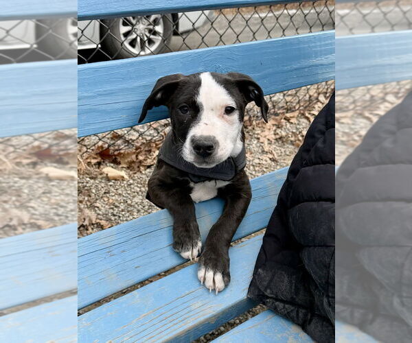 Medium Photo #20 American Pit Bull Terrier-Labrador Retriever Mix Puppy For Sale in Brewster, NY, USA
