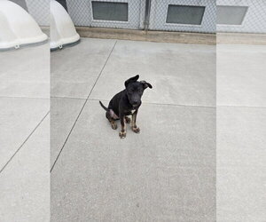 Mutt Dogs for adoption in Maquoketa, IA, USA