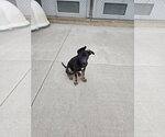 Small Mutt