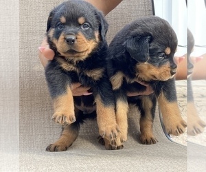 Rottweiler Puppy for sale in FREEPORT, NY, USA