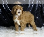 Small #2 Goldendoodle (Miniature)