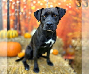 Labrador Retriever Dogs for adoption in Long Beach, CA, USA