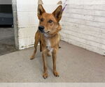 Small Finnish Spitz Mix