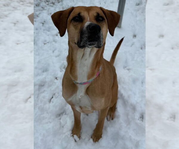 Medium Photo #2 Mutt Puppy For Sale in Jefferson, WI, USA