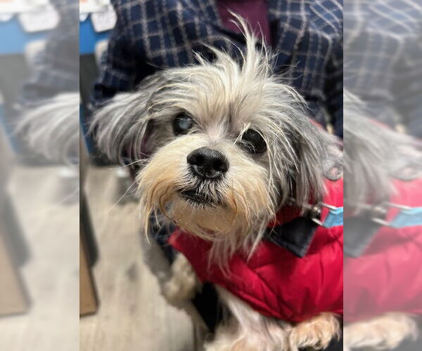 Medium Photo #2 Mutt Puppy For Sale in Stanhope, NJ, USA