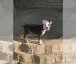 Small Photo #8 American Bulldog Puppy For Sale in CHATSWORTH, CA, USA