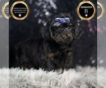 Small #1 YorkiePoo