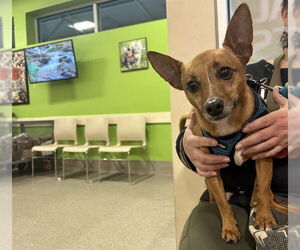 Chihuahua Dogs for adoption in Louisville, KY, USA