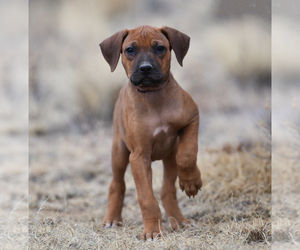 Rhodesian Ridgeback Puppy for Sale in FAIRPLAY, Colorado USA
