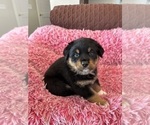 Puppy 1 Australian Shepherd-Rottweiler Mix
