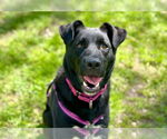 Small #17 German Shepherd Dog Mix