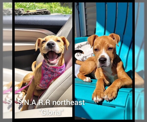 Medium Photo #29 American Staffordshire Terrier-Labrador Retriever Mix Puppy For Sale in Brewster, NY, USA