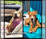 Small #28 American Staffordshire Terrier-Labrador Retriever Mix