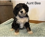 Puppy Aunt Bee Bernedoodle