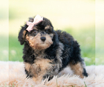 Small #1 Goldendoodle (Miniature)