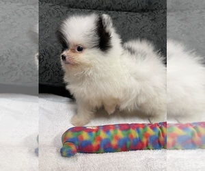 Pomeranian Puppy for Sale in DELANO, California USA
