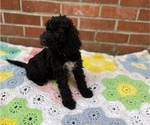 Small Photo #15 Springerdoodle Puppy For Sale in GADSDEN, AL, USA