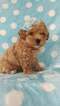 Small Photo #3 Lhasa-Poo Puppy For Sale in EDEN, PA, USA