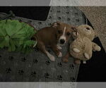 Small #2 American Pit Bull Terrier Mix