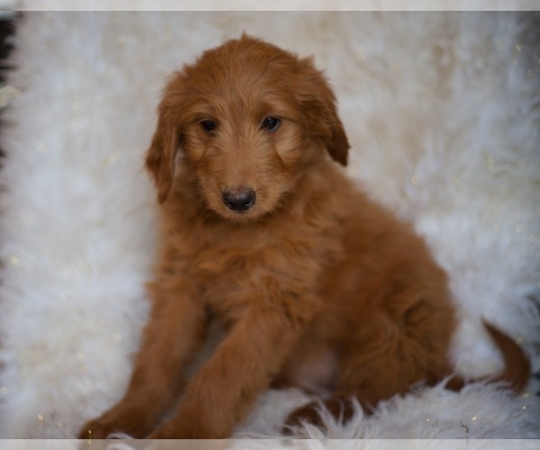 Medium Photo #1 Goldendoodle-Poodle (Standard) Mix Puppy For Sale in NORTH VERNON, IN, USA
