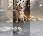 Small #2 Basset Hound Mix
