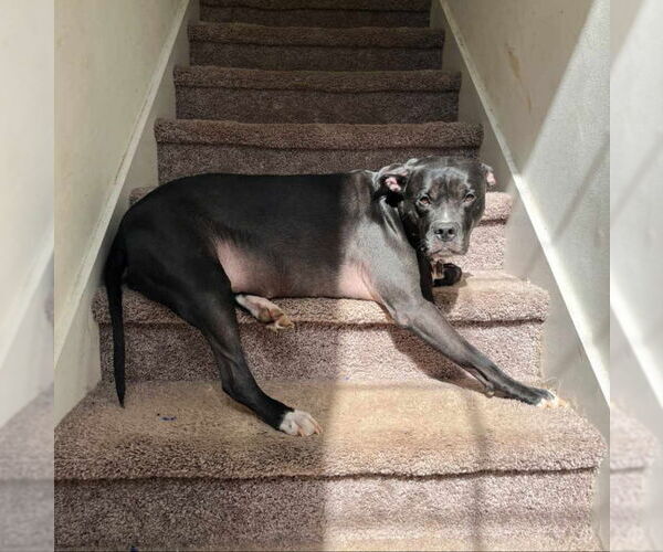 Medium Photo #6 Labrador Retriever-Staffordshire Bull Terrier Mix Puppy For Sale in Ball Ground, GA, USA