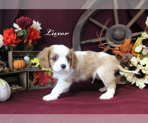 Cavalier King Charles Spaniel Puppy for sale in CHANUTE, KS, USA