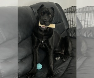 Cane Corso Puppy for sale in DE FOREST, WI, USA
