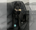 Small Cane Corso
