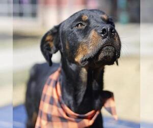 Rottweiler-Unknown Mix Dogs for adoption in San Antonio, TX, USA