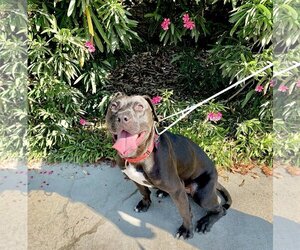 Lincoln - Male American Pit Bull Terrier-Labrador Retriever Mix Dog for Adoption - Photo #17