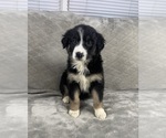 Puppy Girl 4 Australian Shepherd