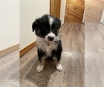 Small #3 Australian Shepherd