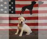 Puppy 3 American Bulldog