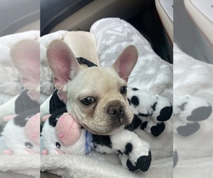 French Bulldog Puppy for sale in PORTLAND, OR, USA