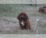 Puppy MACK Basset Hound