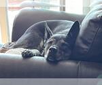 Small #23 German Shepherd Dog Mix