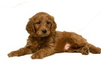 Small Photo #7 Goldendoodle Puppy For Sale in WOLCOTT, IN, USA