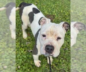 American Staffordshire Terrier Dogs for adoption in Fort Lauderdale, FL, USA